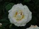 Frederic Chopin rose photo