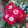 Rambling Rosie rose photo