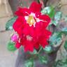 Rambling Rosie rose photo