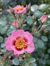 Cuteness rose photo