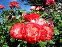 Carmagnole ® rose photo