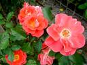 Allée Abricot ® rose photo