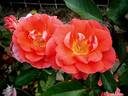 Allée Abricot ® rose photo