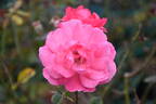 Tom Tom rose photo
