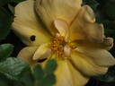 Apricot Queen rose photo
