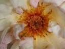 Frühlingsduft rose photo