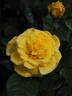 Lichtkönigin Lucia rose photo