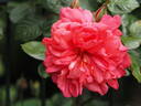 Noortje rose photo