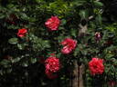 Noortje rose photo