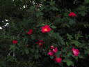 Scharlachglut rose photo