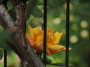 Sutter's Gold, Cl. rose photo