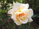 Téléthon ® rose photo