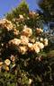 White Cap rose photo