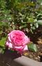 Pascal Sevran rose photo