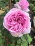 Madame Ernest Calvat rose photo