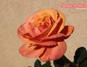 Anna's Promise rose photo