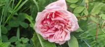 Comtesse Emmeline de Guigné rose photo