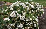 5083 05 1 rose photo