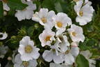 5083 05 1 rose photo