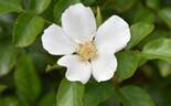 5083 05 1 rose photo
