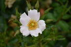 5083 05 1 rose photo