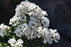 5083 05 1 rose photo