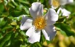 5083 05 1 rose photo