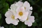 5083 05 1 rose photo