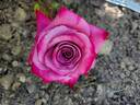 Dejá Blu ™ rose photo