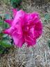Dejá Blu ™ rose photo