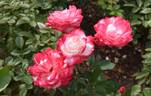 6171 06 E rose photo