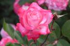 6171 06 E rose photo