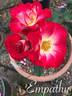 Empathy rose photo