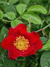 Scharlachglut rose photo