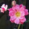 Country Dream rose photo