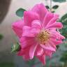 Knirps ® rose photo