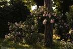 Laure Davoust rose photo