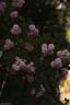 Laure Davoust rose photo