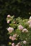 Laure Davoust rose photo