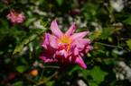 Bon Silène rose photo