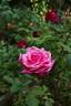 Tallyho rose photo