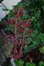 Dr. Rouges rose photo