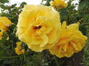 Gold Bunny, Cl. rose photo