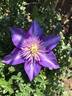 Multi Blue clematis photo