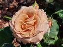 Mokarosa rose photo