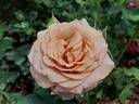 Mokarosa rose photo