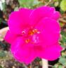 News ® rose photo