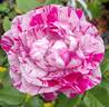 Show Your Stripes rose photo