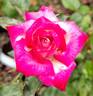 Regina Lee rose photo