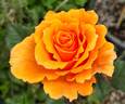 Orange Juice rose photo